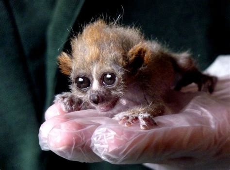 Pygmy Slow Loris Baby Is In Good Hands At Paignton Zoo Zooborns