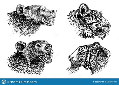 Graphical Set Of Portraits Of Tigers And Bears On White Vector Heads