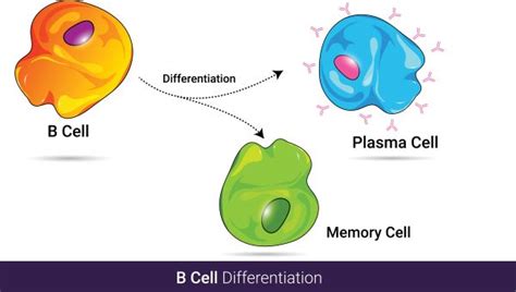 Plasma Cells The Definitive Guide Biology Dictionary