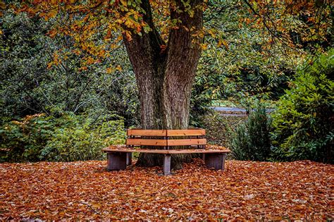Wallpaper Leaf Autumn Nature Parks Trunk Tree Bench