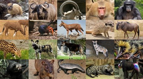 Mammals Of Africa Quiz