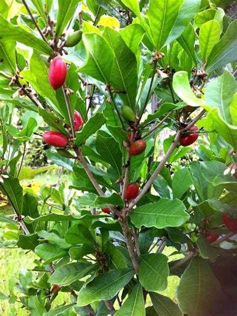 Miracle Fruit Tree Synsepalum Dulcificum Urban Tropicals