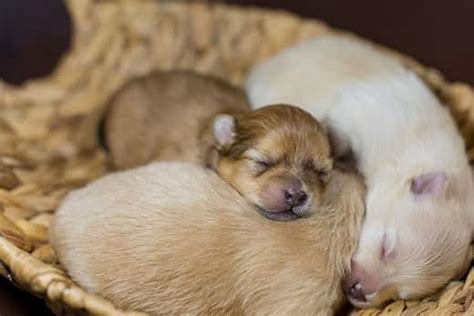 Jun 03, 2021 · puppies are born ready to interact with people, study finds. Newborn Puppy Care: 5 Things You Need to Know | Hill's Pet