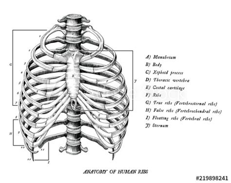 Free samples of various human poses. Anatomy of human ribs hand draw vintage clip art isolated ...