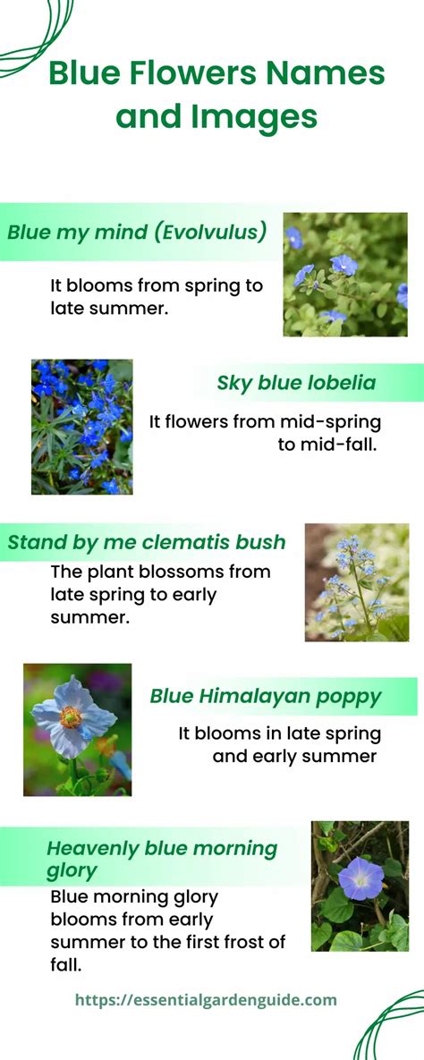 What Do Blue Flowers Symbolize Essential Garden Guide 2022