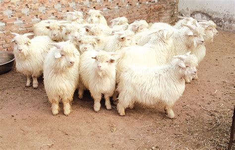 Ultimate Cashmere Guide For Men And Women Goats Angora Goats Cute Goats
