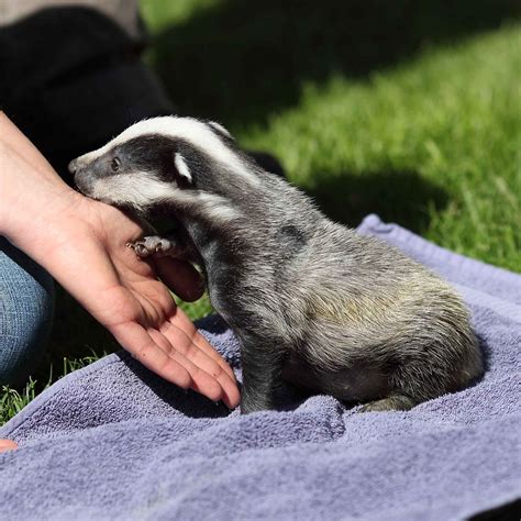 Baby Badger Much Earlier On This Year I Paid A Visit To