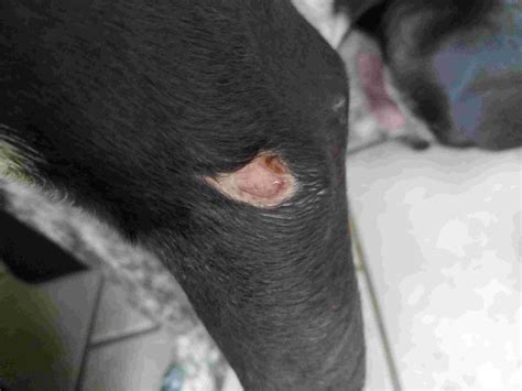 My Dog Has A Dime Size Open Wound From A Dog Fight The Other Dog Has