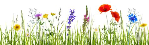 Isolated Wildflower Meadow Stock Photo Download Image Now Istock