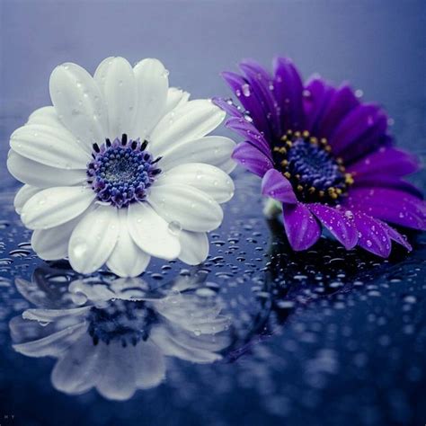 ازهار جميلة صور لاجمل الازهار الطبيعيه معنى الحب