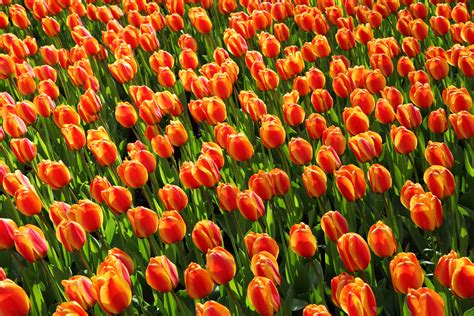 High Resolution Netherlands Tulips Wallpaper Tulips Flower