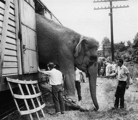 In addition the rules and regulations on transport of animals by land, sea and air were introduced. Elephants to Retire From Ringling Brothers Stage - The New ...