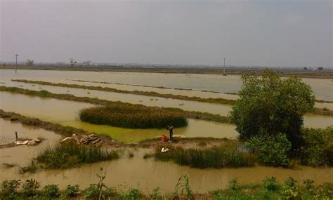 Sungai Meluap Akibat Hujan Puluhan Hektare Sawah Di Pacitan Terendam
