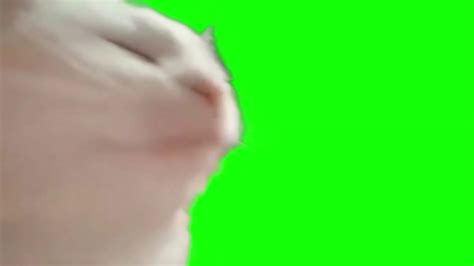 Cat Vibing Meme Green Screen Hq Free Download Cat Vibing To Ievan Polkka Youtube