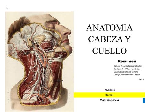 Cuadro De Estudio Cabeza Y Cuello Anatomia Cabeza Y Cuello Resumen