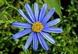 Aster Flower Photo Pictures