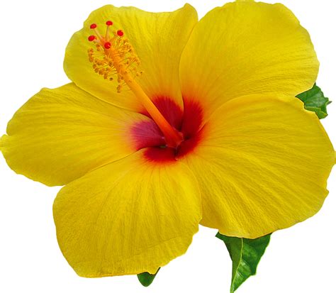 Transparent Background Yellow Hibiscus Png Including Transparent Png