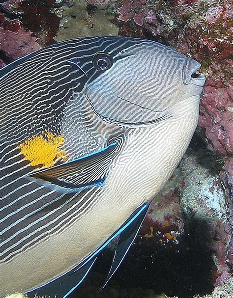 17 Best Images About Tangtastic Tangs On Pinterest Mauritius Powder And Yellow Eyes