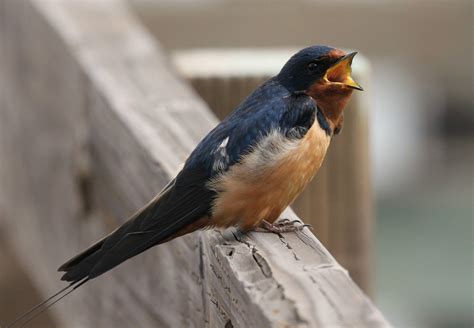 swallow hot sex picture