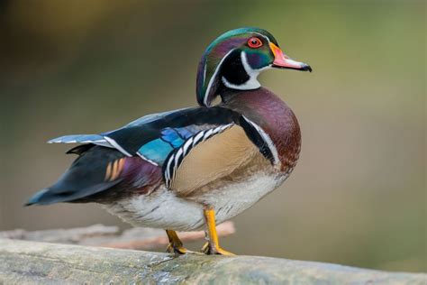 A Portrait Of A Male Wood Duck In Pennsylvania Duck Photography
