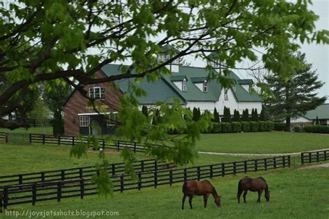 Two Horses Graze On Grass In Front Of A House