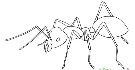 You can download online or print directly from website. Ant Coloring Page - Learn About Nature