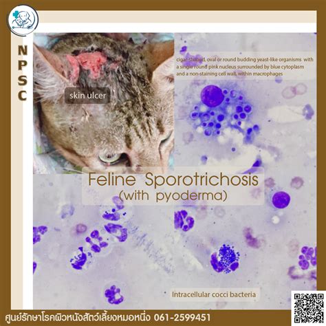 Feline Sporotrichosis With Pyoderma โรคเชื้อรากินเนื้อที่ทำให้ผิวหนัง