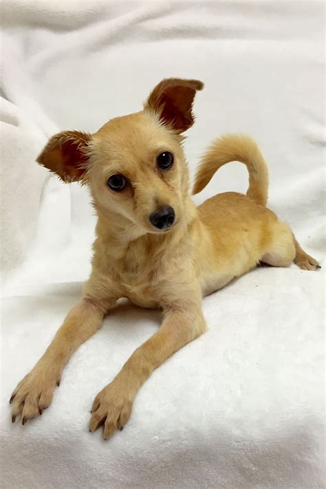 Animal urgent care of south orange county. Pin by The Pet Rescue Center on Adoptable Dogs (With ...