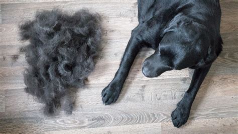 Different Types Of Pet Hair Loss Part Ii