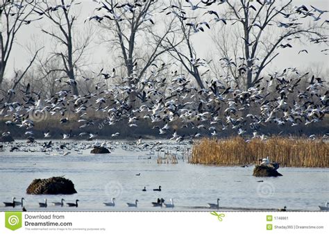 Snow Geese Flying Stock Image Image Of Waterfowl
