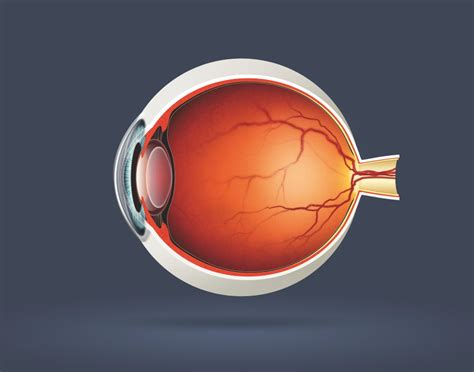 Look Inside The Human Eye How It Works