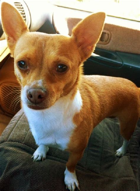 3,055 likes · 146 talking about this. corgi chihuahua mix puppies | Zoe Fans Blog | Corgi ...