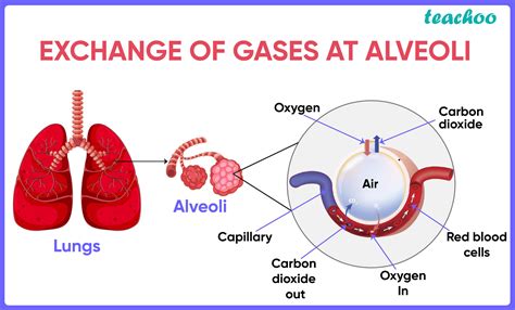 How Is Oxygen And Carbon Dioxide Transported In Human Beings Class 10