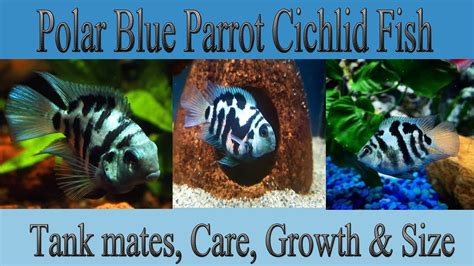 Polar Blue Parrot Fish Care Tank Mates Life Span Growth And Size