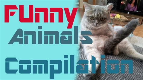 Funny Animals Compilation 2016 Best Funny Animal Fails