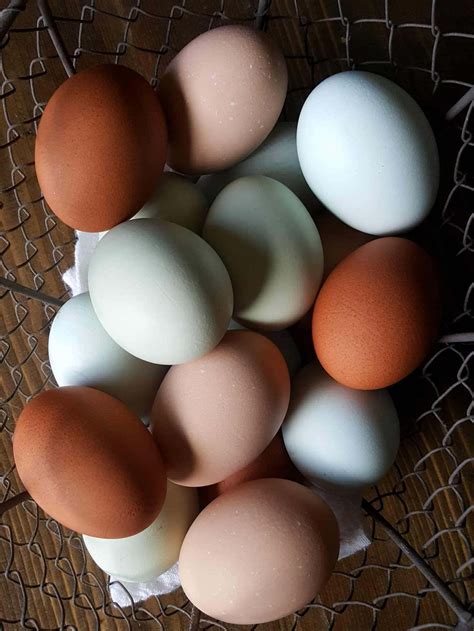 Chickens Eating Eggs 9 Ways To Prevent Or Stop It ~ Homestead And Chill