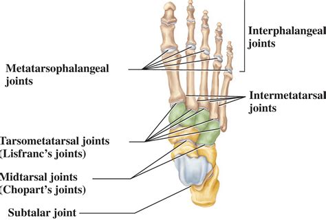 Lisfranc Injury Lisfranc Joint Injury Causes Symptoms Diagnosis