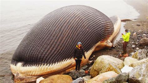 Largest Mammal In The World