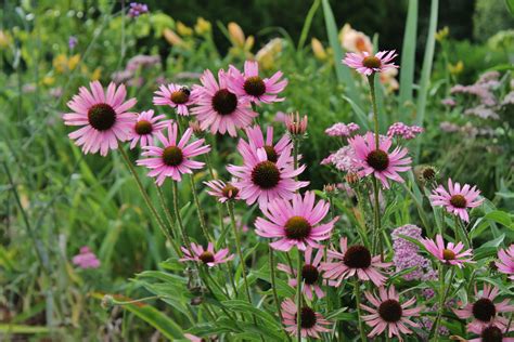 Tennessee State Wildflower Tennessee Coneflower