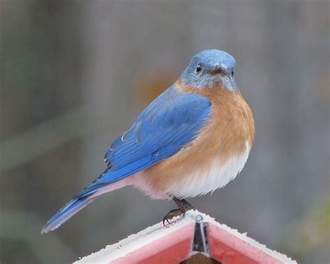 Male Eastern Bluebird - FeederWatch