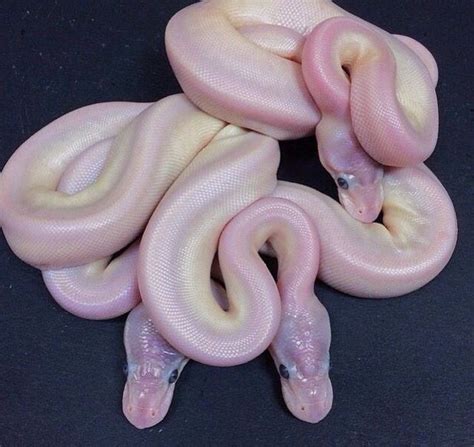 All Is Well Pink Snake Ball Python Snake