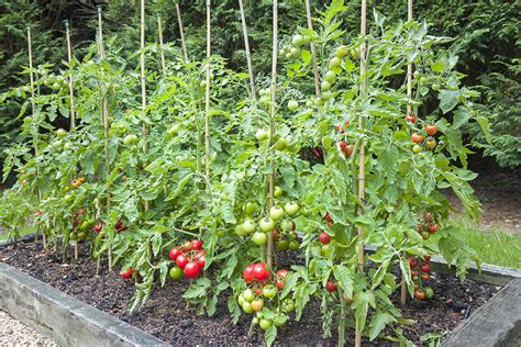 How To Stake Tomato Plants Farm Flavor