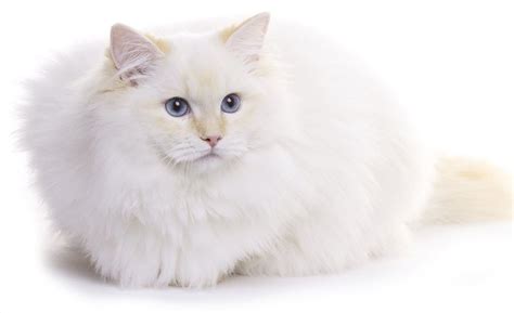 We did not find results for: White Cat Breeds - The Most Popular White Cat Breeds And ...