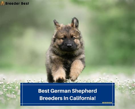 3 Best German Shepherd Breeders In California 2023 Breeder Best