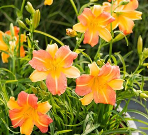 Bennetts Creek Nursery Daylily Everydaylily Punch Yellow Crlylw 1 G