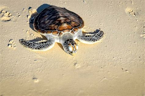 Turtle Conservation In The Maldives Rescue