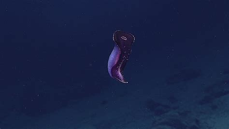 Creatures From The Mariana Trench Deep Sea Creatures Deep Sea Life Deep