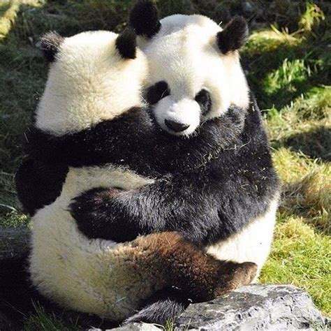 Pin By Kirsten Kleis On Best Friends Panda Bear Baby Panda Bears