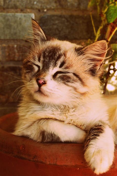 10 Pictures With Cute Cats And Kittens To Cheer You Up