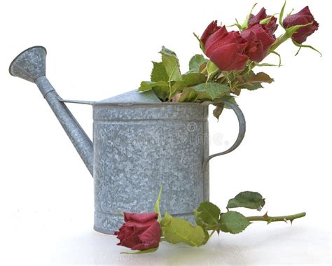 Watering Can With Flowers Stock Photo Image Of Flowers 13910866